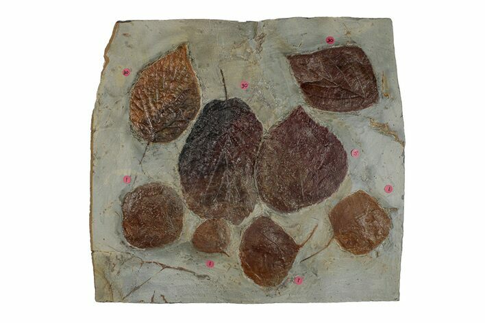 Plate with Eight Fossil Leaves (Three Species) - Montana #270220